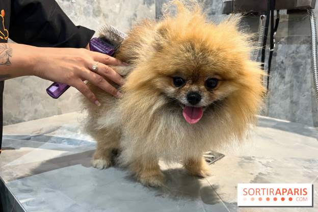 Patapwouf, le spot cani-friendly de Saint-Ouen - nos photos - 7E06A617 242A 4D26 AE25 EDA883B0FF2D