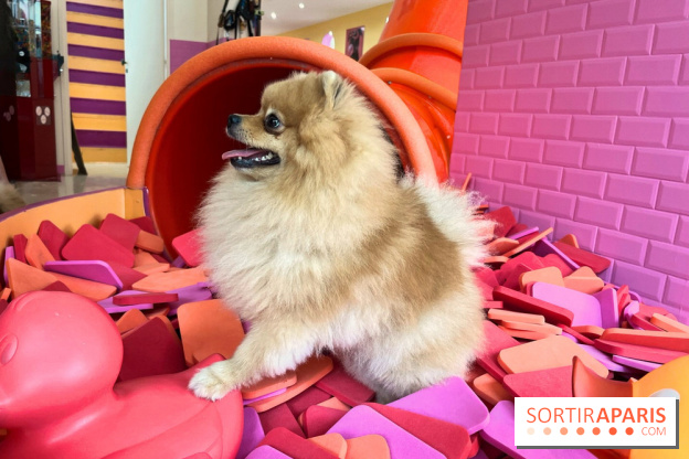 Patapwouf, le spot cani-friendly de Saint-Ouen - nos photos - AE8ADCA5 E843 42AC 8738 07BD7F10921B