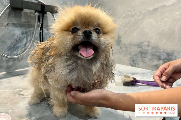 Patapwouf, le spot cani-friendly de Saint-Ouen - nos photos - F0F099CA D4D5 4057 8F22 EA80E51F0193