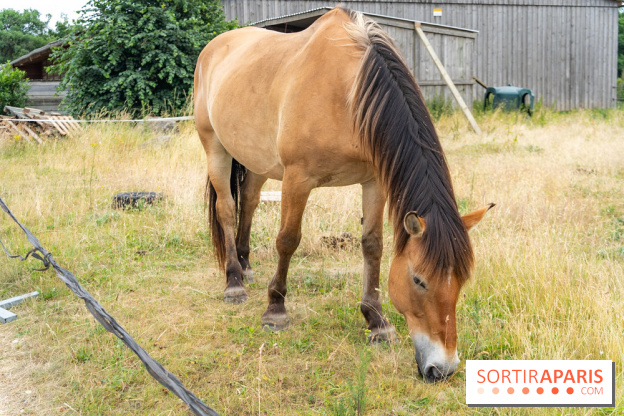 Balade en chevaux Henson en forêt de Fontainebleau  - A7C02828