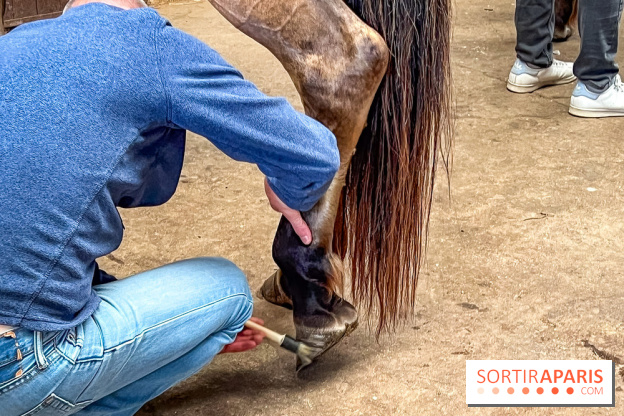 Balade en chevaux Henson en forêt de Fontainebleau  - IMG 2009