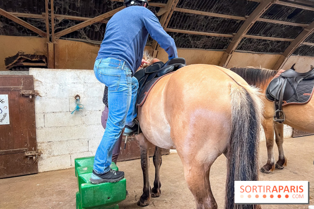 Balade en chevaux Henson en forêt de Fontainebleau