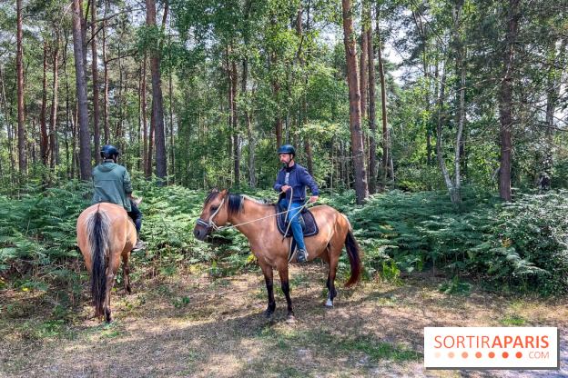 Balade en chevaux Henson en forêt de Fontainebleau