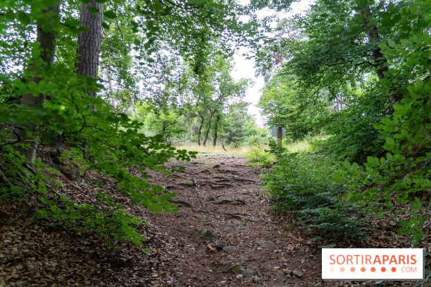 L'Hippodrome de la Solle à Fontainebleau - photos - A7C02777