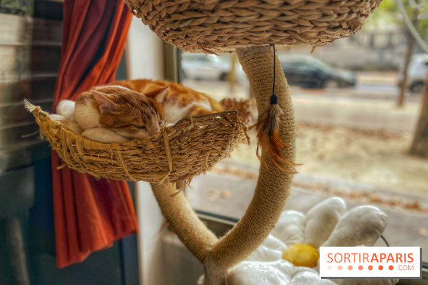 Chat-Rivari Café