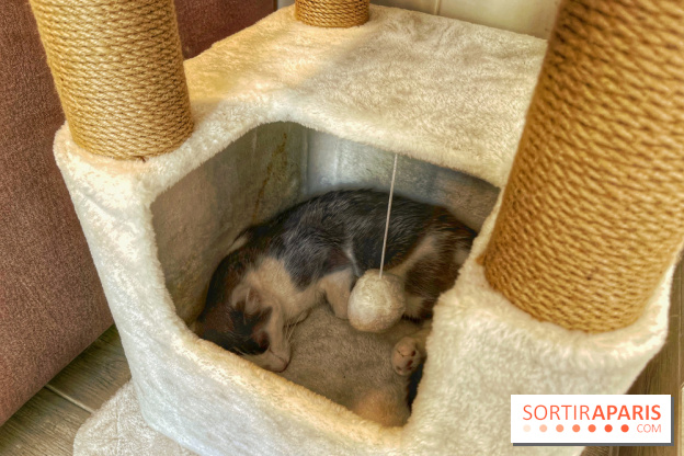 Chat-Rivari Café - IMG 4698