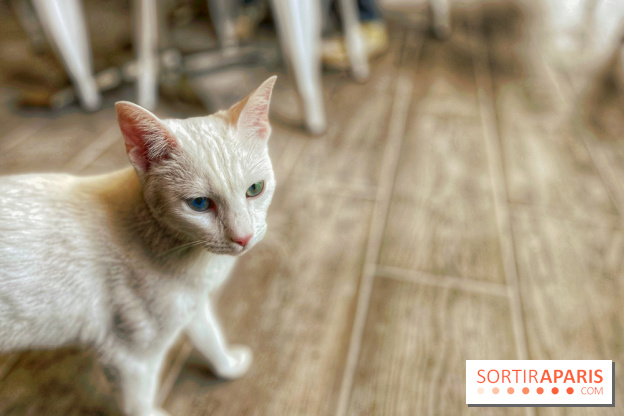 Chat-Rivari Café