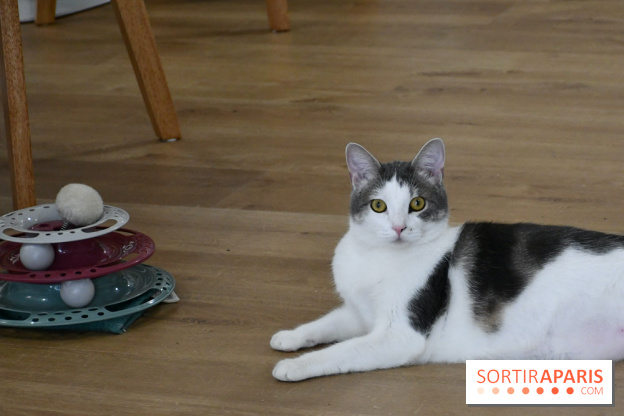 Koneko Work : le café coworking pour travailler en compagnie des chats - DSC 4717(1) Fotor