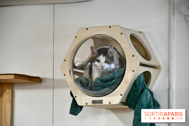 Koneko Work : le café coworking pour travailler en compagnie des chats - DSC 5237