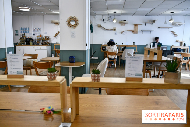 Koneko Work : le café coworking pour travailler en compagnie des chats - DSC 5247