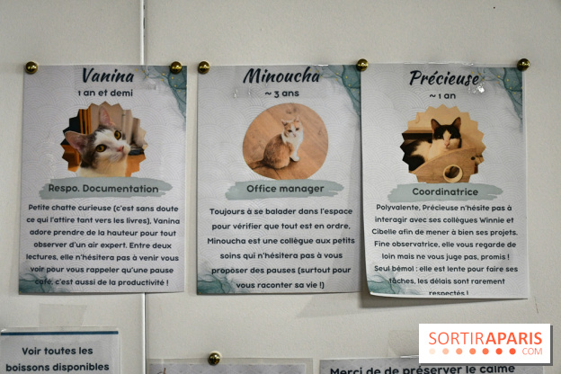Koneko Work : le café coworking pour travailler en compagnie des chats - DSC 5257