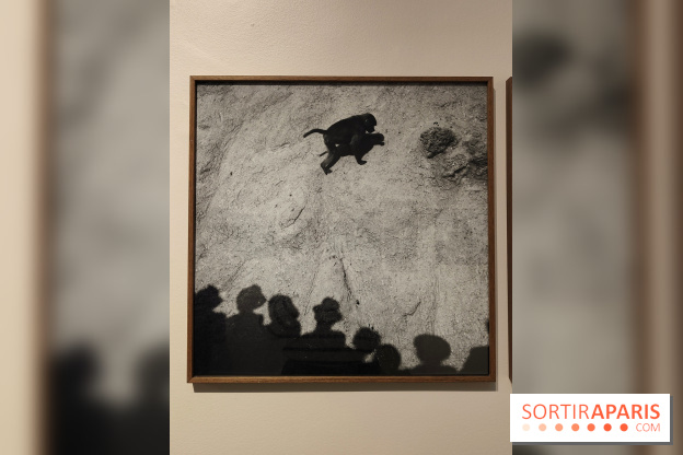 Gaston Paris - L'équilibre du carré : l'exposition photo gratuite de la galerie Roger-Viollet - fotor 1760012156749