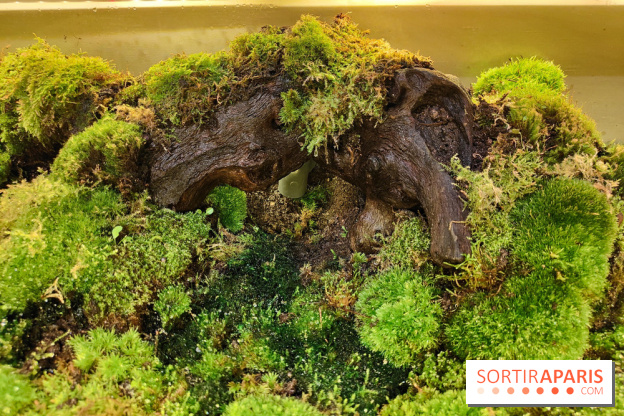 Jardiner : une exposition au cœur de la nature à vivre à la Cité des Sciences et de l'Industrie - fotor 1760436725984