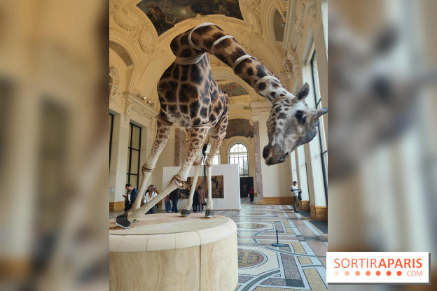 Art Basel 2025 : des installations d'art contemporain originales et gratuites à voir au Petit Palais