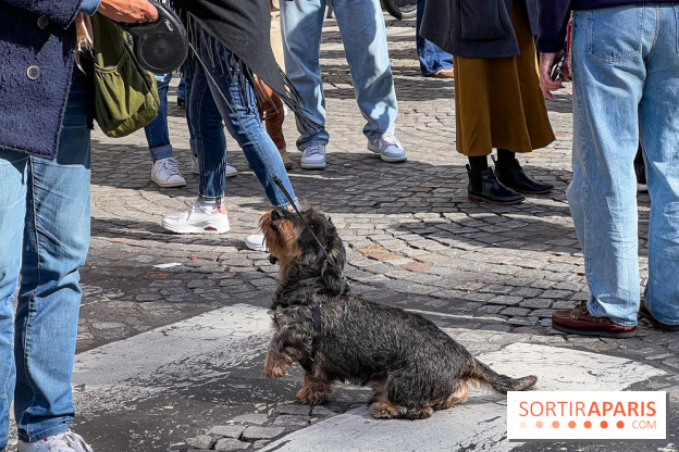 La Marche des animaux à Paris : défilé gratuit, ouvert aux chiens, chats ... sur les Champs-Élysées