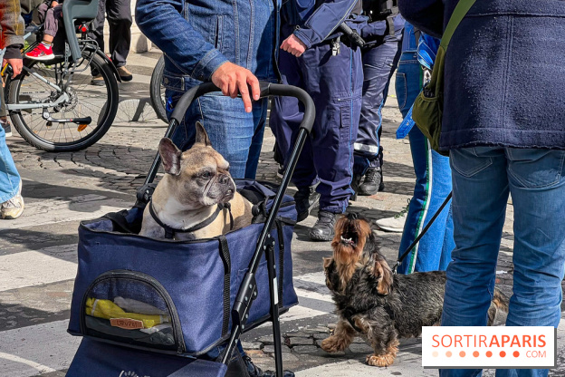 La Marche des animaux à Paris : défilé gratuit, ouvert aux chiens, chats ... sur les Champs-Élysées