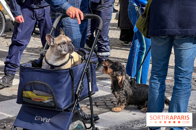 La Marche des animaux à Paris : défilé gratuit, ouvert aux chiens, chats ... sur les Champs-Élysées