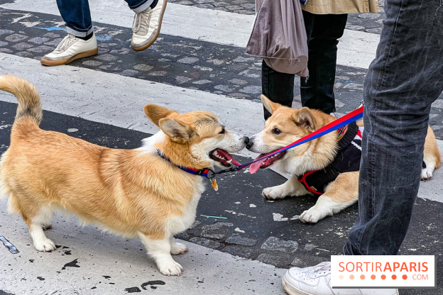 La Marche des animaux à Paris : défilé gratuit, ouvert aux chiens, chats ... sur les Champs-Élysées