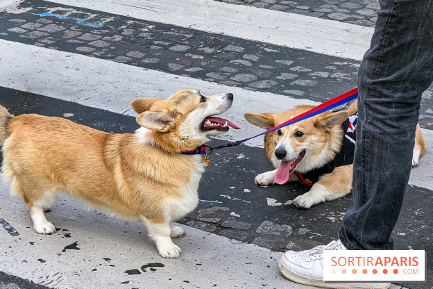 La Marche des animaux à Paris : défilé gratuit, ouvert aux chiens, chats ... sur les Champs-Élysées