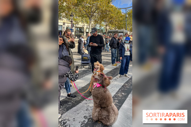 La Marche des animaux à Paris : défilé gratuit, ouvert aux chiens, chats ... sur les Champs-Élysées
