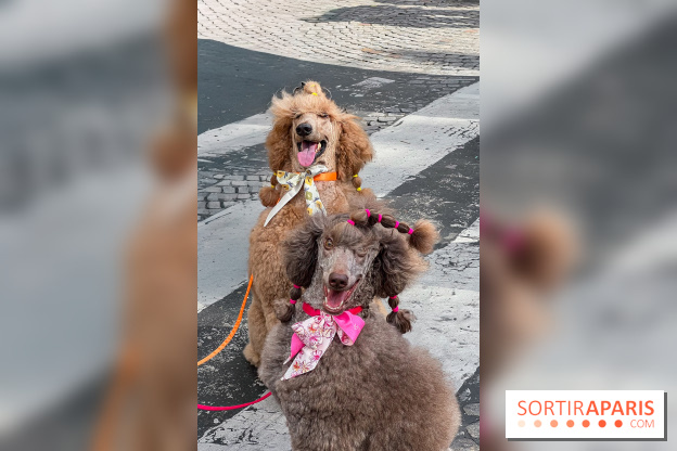 La Marche des animaux à Paris : défilé gratuit, ouvert aux chiens, chats ... sur les Champs-Élysées
