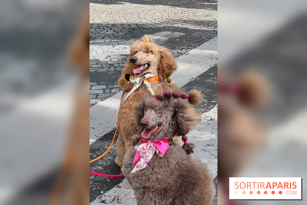 La Marche des animaux à Paris : défilé gratuit, ouvert aux chiens, chats ... sur les Champs-Élysées