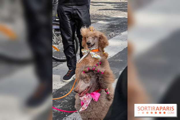 La Marche des animaux à Paris : défilé gratuit, ouvert aux chiens, chats ... sur les Champs-Élysées