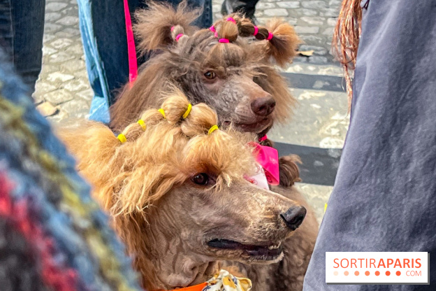 La Marche des animaux à Paris : défilé gratuit, ouvert aux chiens, chats ... sur les Champs-Élysées