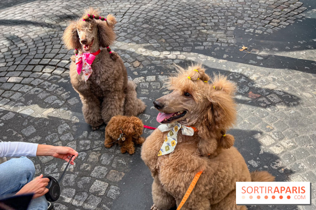 La Marche des animaux à Paris : défilé gratuit, ouvert aux chiens, chats ... sur les Champs-Élysées