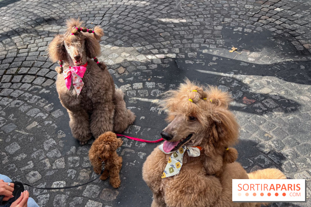 La Marche des animaux à Paris : défilé gratuit, ouvert aux chiens, chats ... sur les Champs-Élysées
