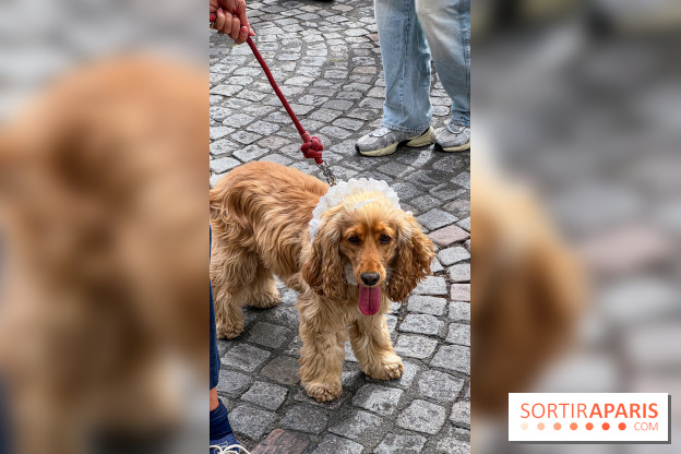 La Marche des animaux à Paris : défilé gratuit, ouvert aux chiens, chats ... sur les Champs-Élysées