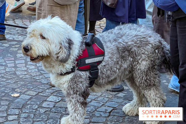 La Marche des animaux à Paris : défilé gratuit, ouvert aux chiens, chats ... sur les Champs-Élysées - IMG 5516