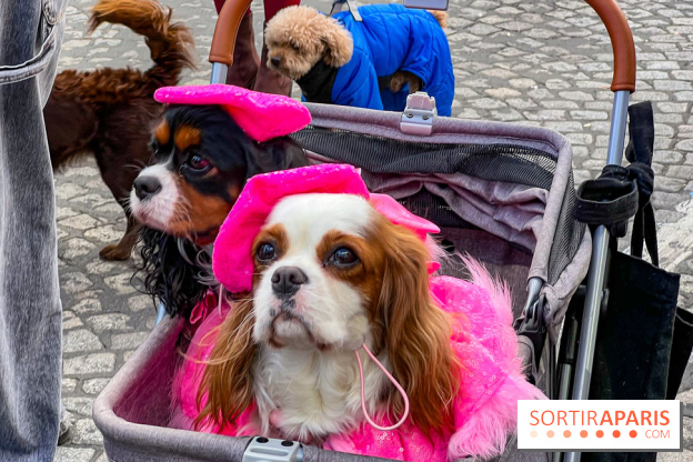 La Marche des animaux à Paris : défilé gratuit, ouvert aux chiens, chats ... sur les Champs-Élysées - IMG 5610