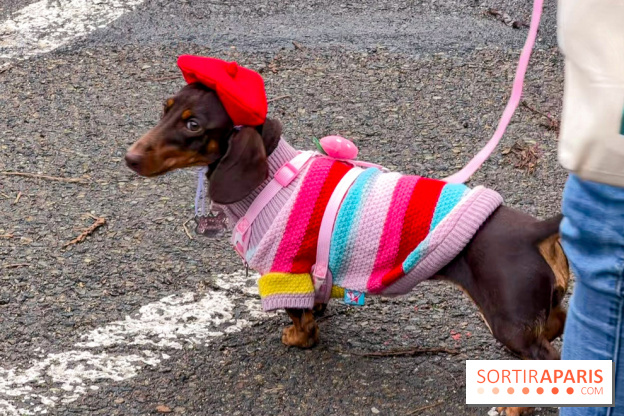 Paris Sausage Walk, la Marche des Teckels 2025
