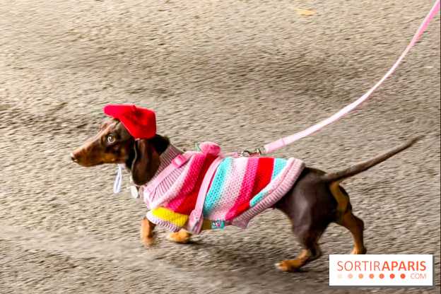Paris Sausage Walk, la Marche des Teckels 2025