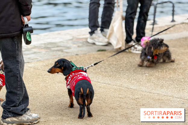 Paris Sausage Walk, la Marche des Teckels 2025