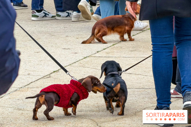 Paris Sausage Walk, la Marche des Teckels 2025