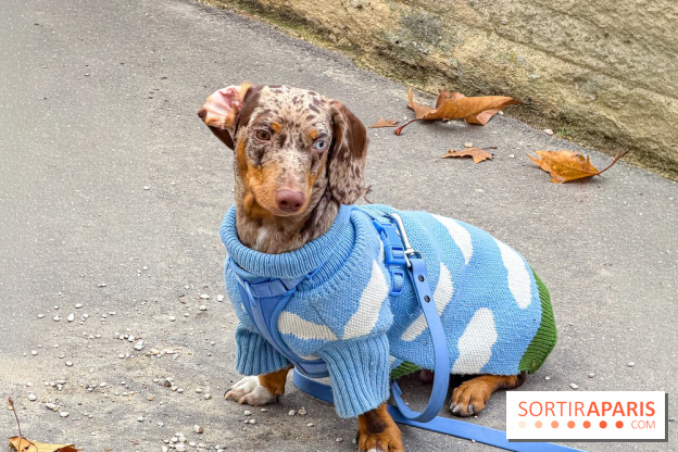 Paris Sausage Walk, la Marche des Teckels 2025
