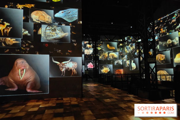 Dinosaures : l'expérience immersive qui nous fait remonter le temps à l'Atelier des Lumières, photos - fotor 1764680504935