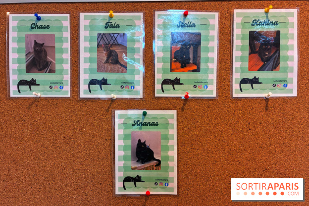 Le Chatelier  - IMG 2472