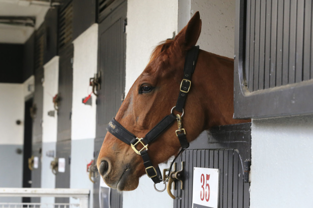 Carnavals de France à l’Hippodrome Paris-Vincennes : défilés, courses et Miss France 2026 - MPSA P.DF 23 LC LC2 0264