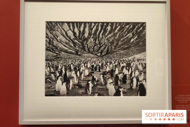 Sebastião Salgado au cœur d'une exposition de photos gratuite à l'Hôtel de Ville de Paris