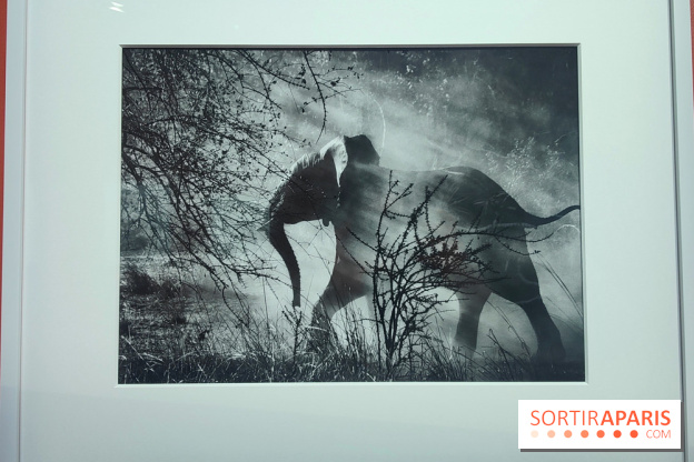 Sebastião Salgado au cœur d'une exposition de photos gratuite à l'Hôtel de Ville de Paris