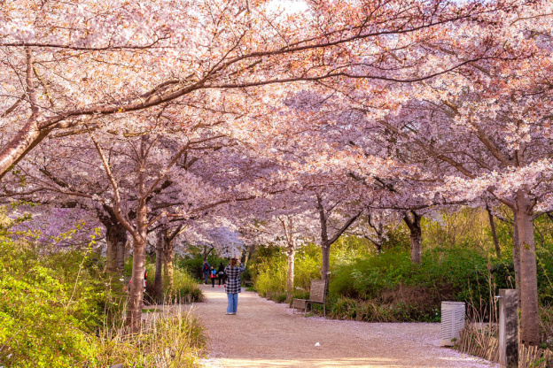 Les cerisiers en fleurs au Parc de Billancourt à Boulogne-Billancourt, Hanami aux portes de Paris