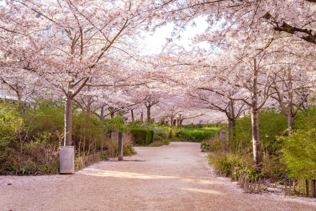 Les cerisiers en fleurs au Parc de Billancourt à Boulogne-Billancourt, Hanami aux portes de Paris - A7C08685