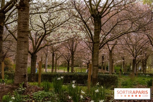 Les cerisiers du parc Martin Luther King - Clichy - Batignoles