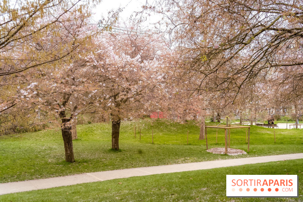 Les cerisiers du parc Martin Luther King - Clichy - Batignoles