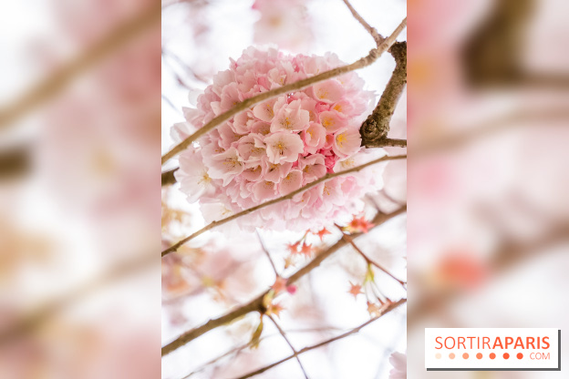 Les cerisiers du parc Martin Luther King - Clichy - Batignoles - A7C08835