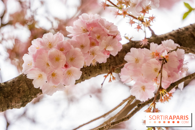 Les cerisiers du parc Martin Luther King - Clichy - Batignoles - A7C08837