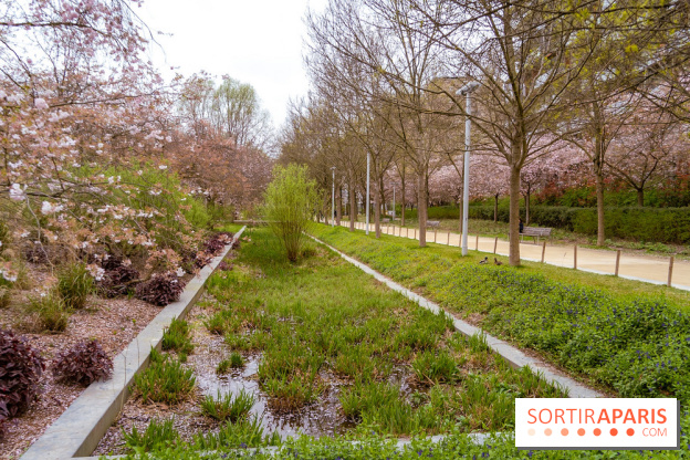 Les cerisiers du parc Martin Luther King - Clichy - Batignoles